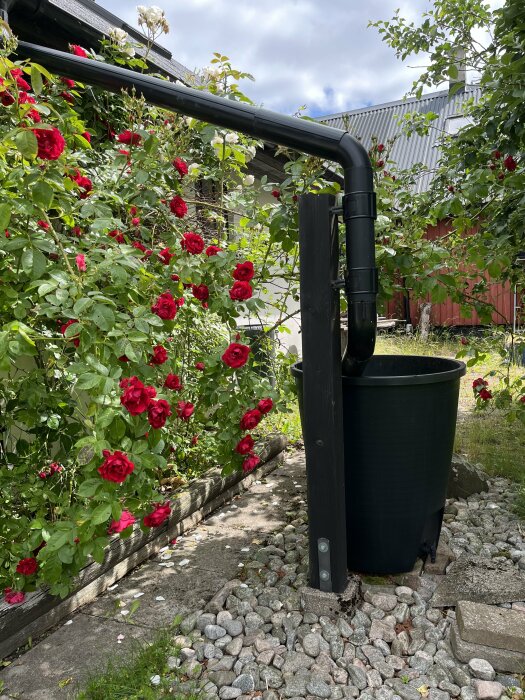 Svart stuprör med regntunna framför husvägg täckt av röda klätterrosor, några vita blommor synliga. Kullerstenar och betongplattor på marken.