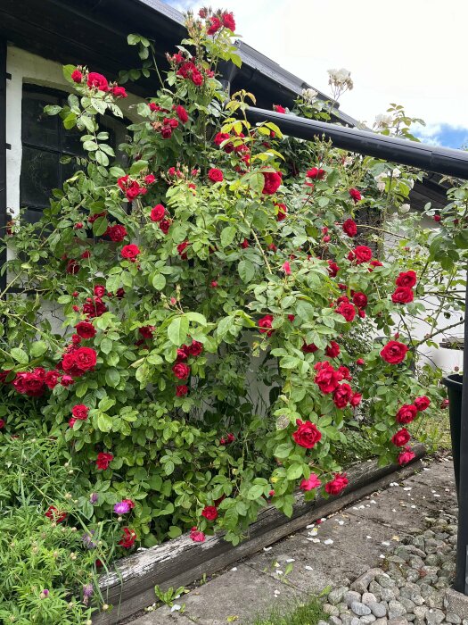 Klättrande buskrosor med klarröda blommor växer mot en vit husvägg, bredvid en stenhög och en trätrall.