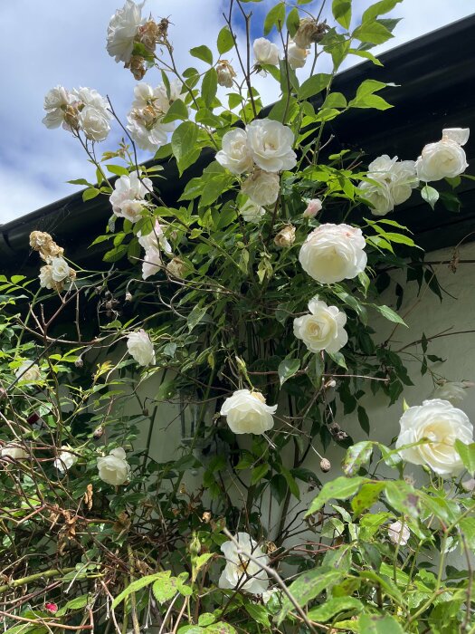 Vita rosor som blommar mot en husvägg under en blå himmel.