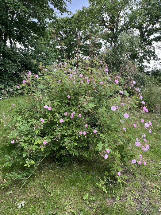 Rosa rosbuske med utspridda blommor i en trädgård med grönskande träd i bakgrunden.