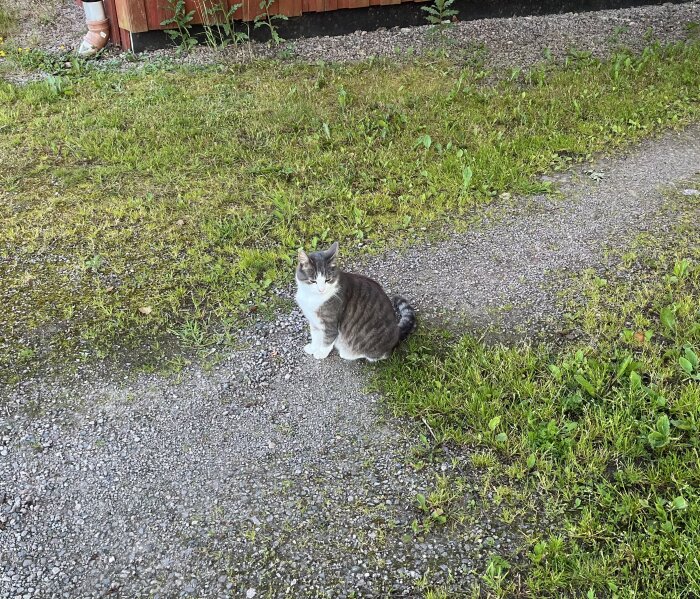 Grå och vit katt sitter på en grusstig vid ett hus med träpanel, omgiven av gräs och buskar.