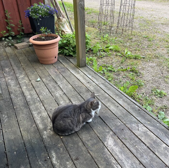 Grå och vit katt sitter på en träterrass nära två blomkrukor med plantor, en av krukorna är svart och den andra terrakottafärgad.