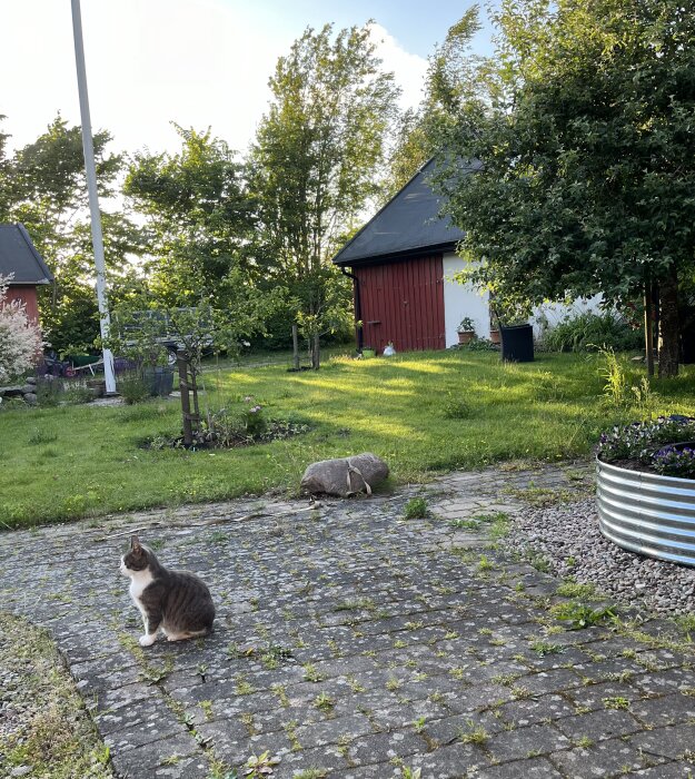 Katt sitter på stenbelagd gård framför röd byggnad och grönskande trädgård.