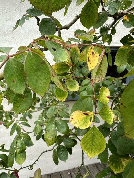 Klätterrosor med gröna och gula blad som har mörka fläckar, vissa av bladen är delvis skadade och verkar ha tecken på sjukdom eller skadedjur.