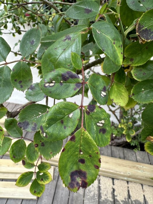 Klätterrosors blad med mörka fläckar och skador, fotograferade på en altan.