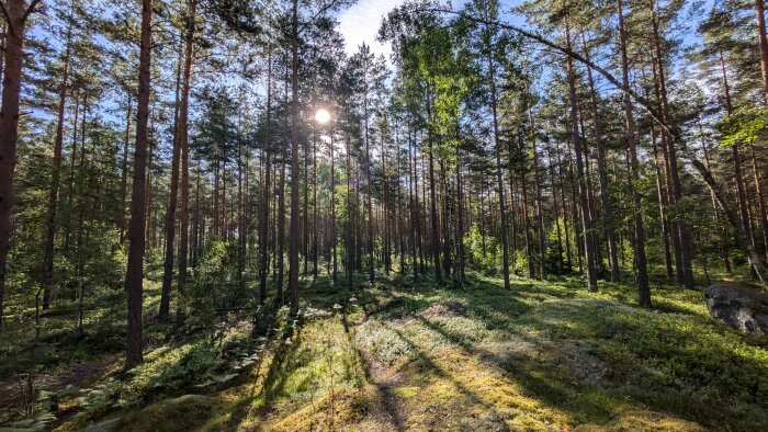 Solig skogsglänta med tätvuxna träd, grönska på marken och solen som lyser genom träden.