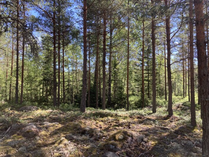 Tallskog med tät vegetation och soliga partier, mossigt markskikt och blå himmel synlig över trädtopparna.