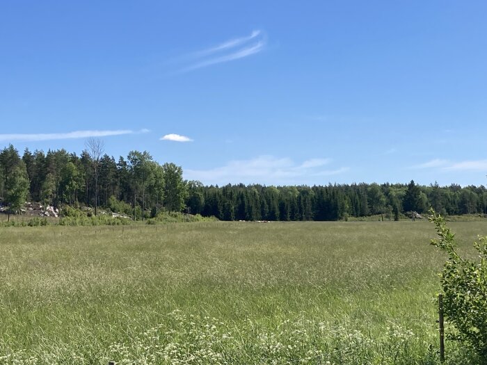 En grön äng med skog i bakgrunden under en klarblå himmel.