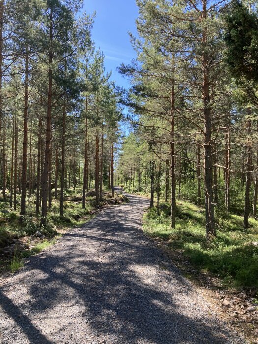 En grusväg som slingrar sig genom en skog med barrträd på en solig dag med klarblå himmel.