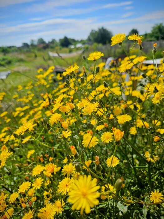 En närbild av en mängd gula fibblor (blommor) i en blomstrande sommaräng under en blå himmel.