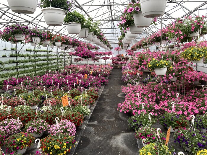 Växthus med mängder av färgglada blommor i hängande krukor och på bänkar, inklusive rosa, violetta och gula blommor.