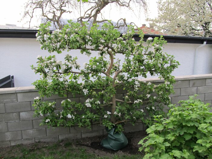 Ett spaljéträd med gröna blad och vita blommor som växer mot en mur, med en vattensäck vid basen. I bakgrunden syns en grå byggnad och andra träd.