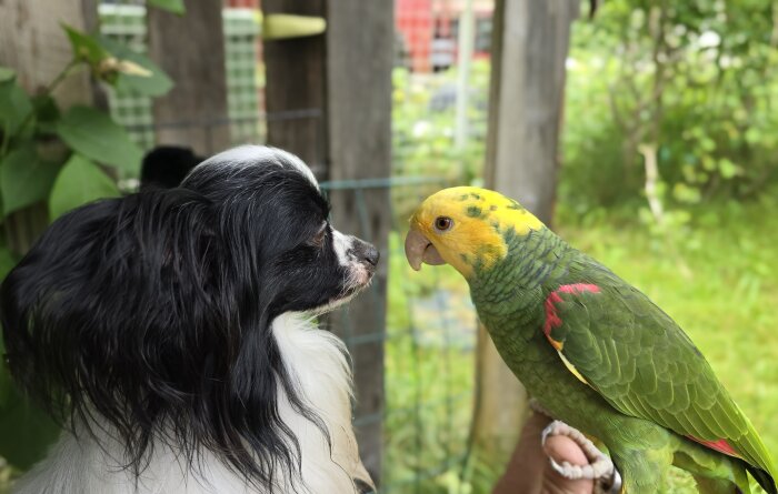 Svartvit hund och gulgrön papegoja tittar på varandra bland växter i voljären.