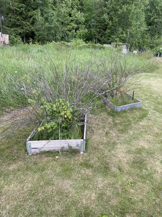 Svartvinbärsbuske med döda grenar planterad i en träbox i en trädgård. Bakgrund med högt gräs och träd.
