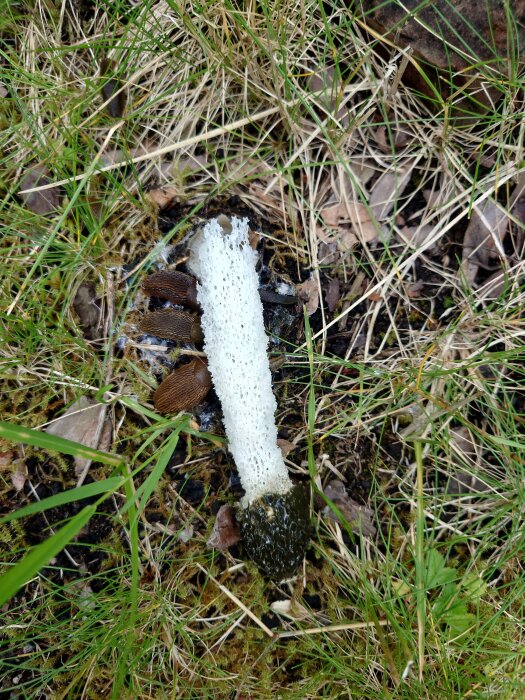 En svamp, troligtvis stinksvamp, växer på marken omgiven av gräs och löv. Några sniglar syns också ligga bredvid svampen.