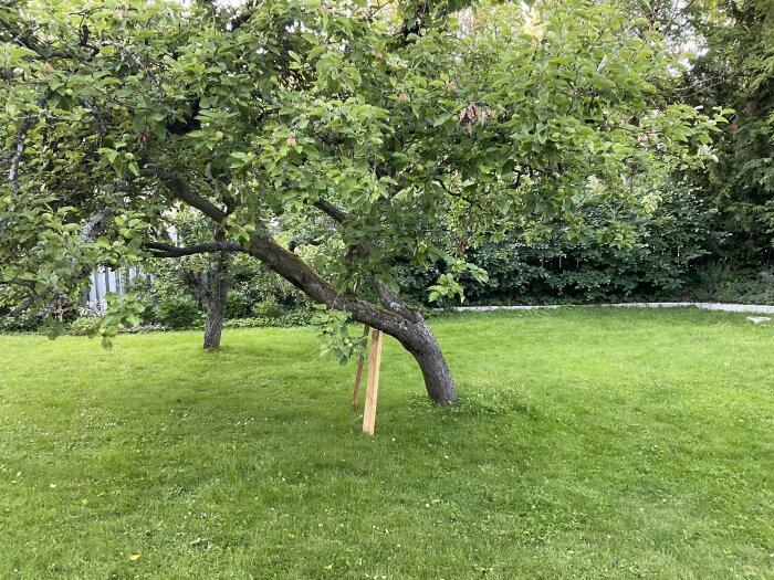Ett gammalt äppleträd i en trädgård, där alla grenar växer åt samma håll och en stödstolpe är placerad under stammen. Gräsmatta med en bula i jorden syns i bilden.