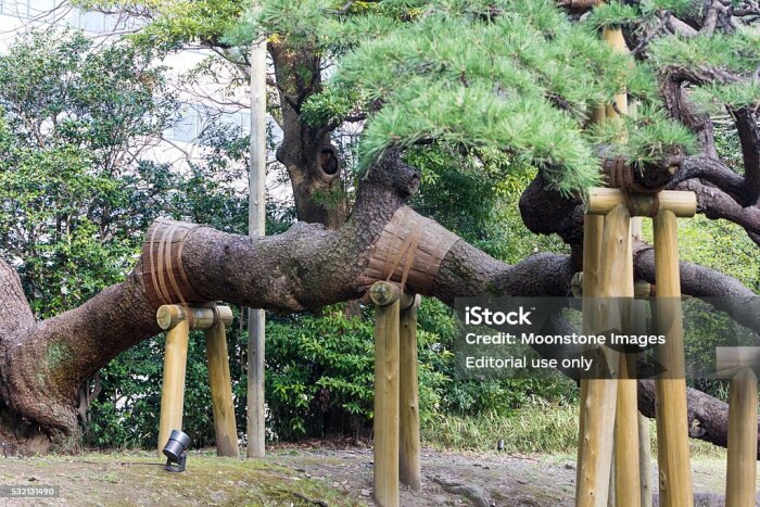 En trädstam som stöttas av träpelare och rep, omgiven av grönska, typiskt för japanska trädgårdar.