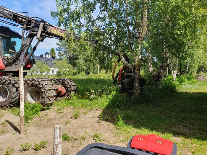 En skördare som används för att fälla björkar vid ett hus, med en person som styr fordonet. Trädavverkning pågår bredvid en vit byggnad med svarta tak.