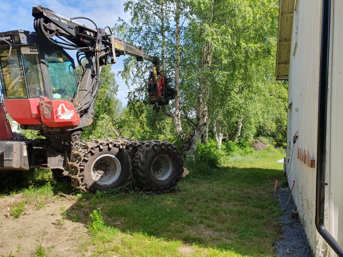 En skördare står vid flera björkträd intill ett hus och förbereder sig för att ta ned dem.