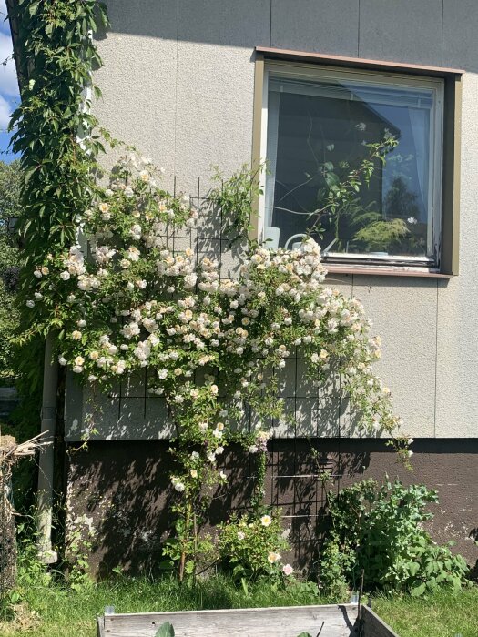 Blommande klätterväxter med vita blommor inramar ett fönster på en grå husfasad i solskenet, omgivna av grönska och en trädgårdsbädd.