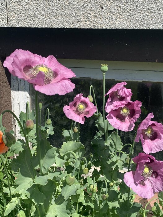 Rosa vallmo i full blom mot en vit och träfärgad vägg i sommarsolen.