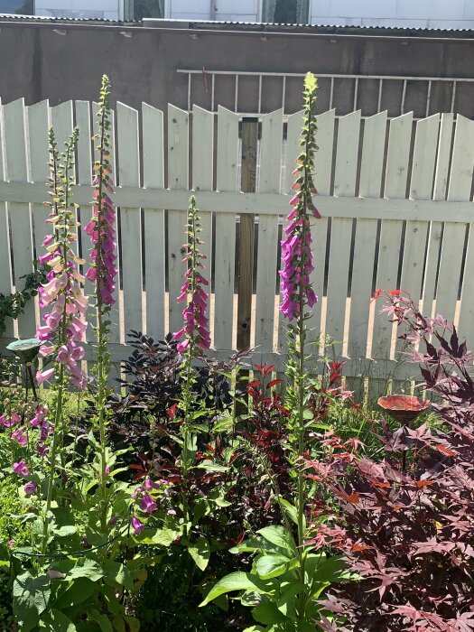 Trädgård med blommande fingerborgsblommor i förgrunden, mot en bakgrund av staket och en grå vägg.