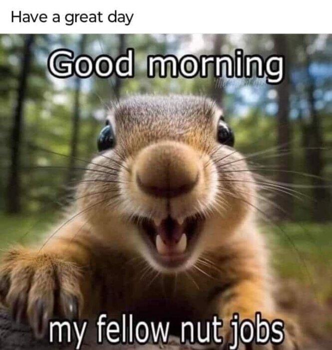 Närbild på en glad ekorre med vidöppet gap och texten "Good morning my fellow nut jobs" och "Have a great day".