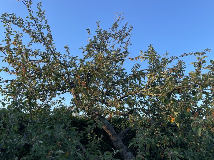 Äppelträd med grenar och blad, där flera blad har omfattande röda missfärgningar och ser vissna ut, under en klarblå himmel.