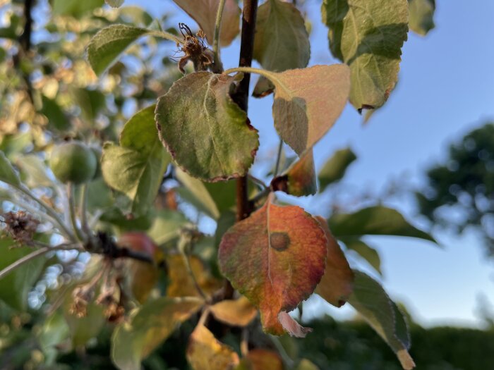 Närbild på ett äppelträd med missfärgade löv som antar en rödaktig färg, med små frukter och vissna blomningar i bakgrunden.