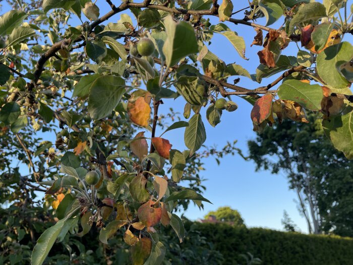 Äldre äppelträd med blad som har omfattande missfärgningar och rödaktig färg på grund av eventuell sjukdom eller svampangrepp.