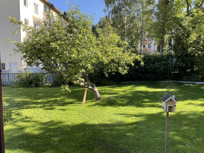 Ett tuktat träd i en trädgård, delvis stöttat med en träplanka, med ett fågelhus på en stolpe i förgrunden och flerfamiljshus i bakgrunden.