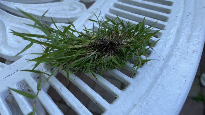 Liten gräsplanta, möjligtvis kärrgröe, med rötterna kvar, placerad på ett vitt trädgårdsbord av metall.