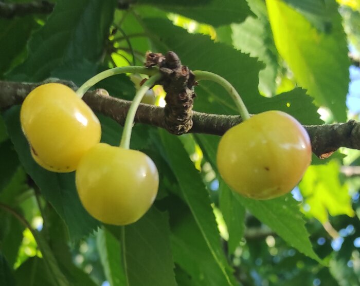 Tre omogna gula körsbär på en gren med gröna blad i bakgrunden.