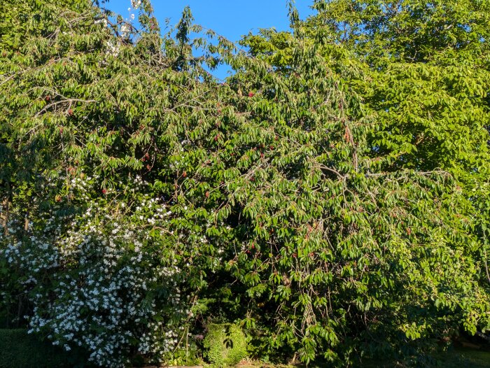 Ett träd fyllt med mogna röda bär och en buske med vita blommor i en grön trädgård under blå himmel.