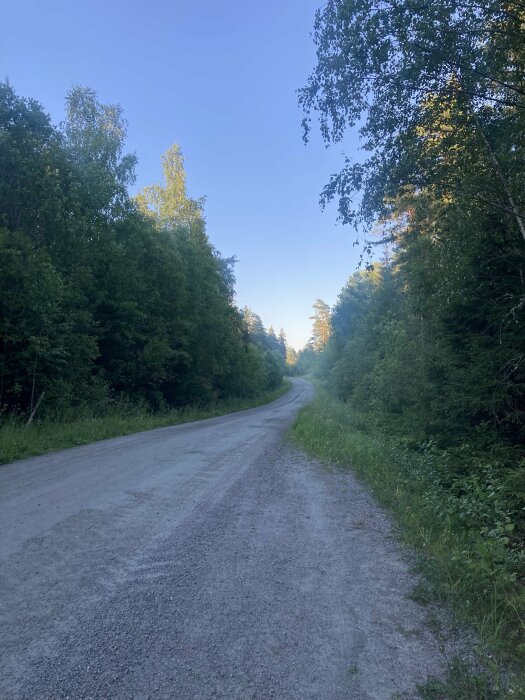 En grusväg slingrar sig igenom en skog på sommaren under en klarblå himmel, omgiven av grönskande träd och vegetation.