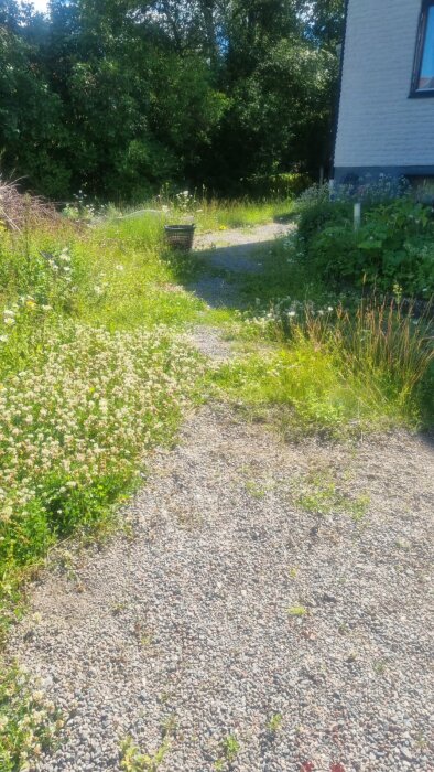 En grusuppfart invaderad av kraftigt ogräs med tjock vegetation på sidorna, en korg syns i mitten och en vit husfasad till höger.