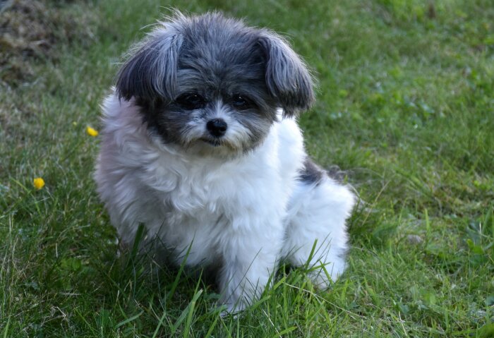 En liten vit och grå fluffig hund sitter i gräset och tittar mot kameran.