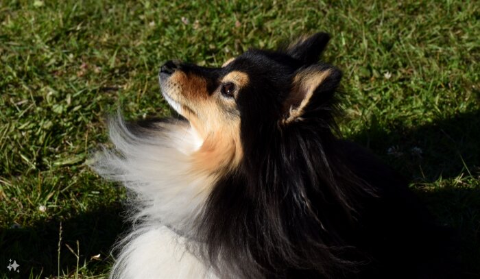 Hund Jesko med svart och vit päls som tittar uppåt medan den befinner sig på en gräsmatta.