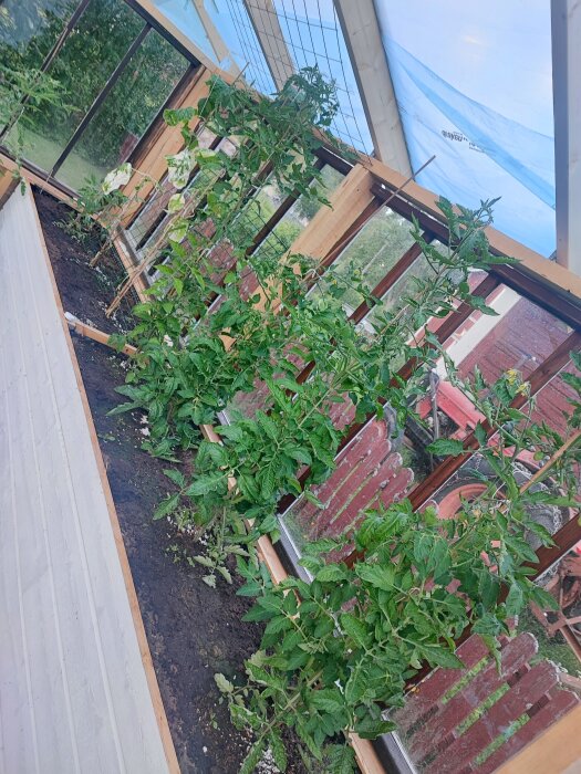 Växthus med tomatplantor och andra grödor. Vissa blad är brända av solen, men en del gurkor och vitlökar verkar växa bra.