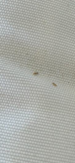 Två små ljusbruna insekter på ett vitt tyg med grov textur, hittade under en kudde till utemöbler.