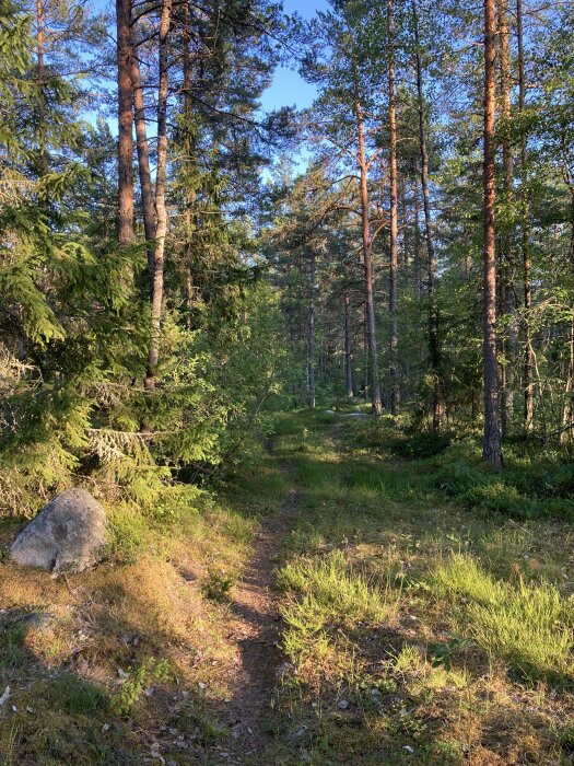 En stig genom en solbelyst skog med höga tallar och täta buskar på marken samt en stor sten vid sidan av stigen.