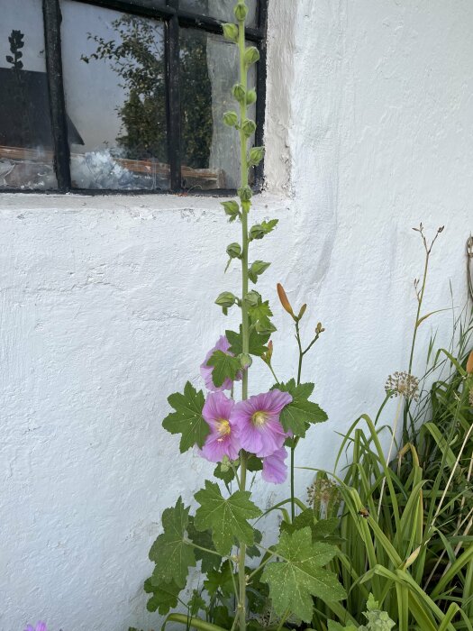 Lila stockros som blommar med flera klockformade blommor framför en vitmålad vägg och ett spröjsat fönster.