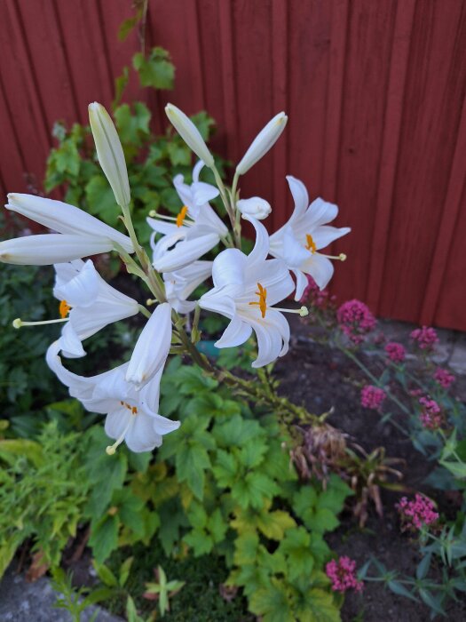 Vit lilja i blomsterbädd framför en röd trävägg, omgiven av gröna blad och rosa borstnejlikor.