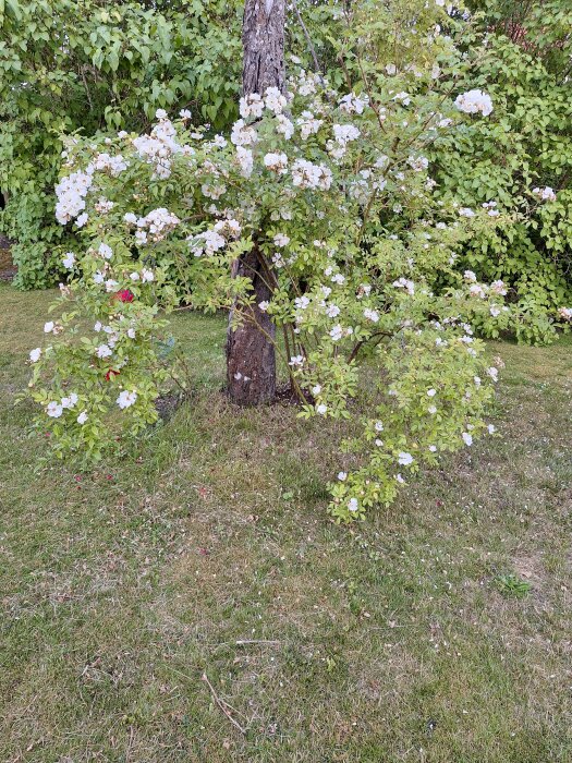 Klängrosen honungsros i full blom, med massor av vita blommor, stående vid en trädstam i en trädgård. Gröna blad och gräs runt omkring.