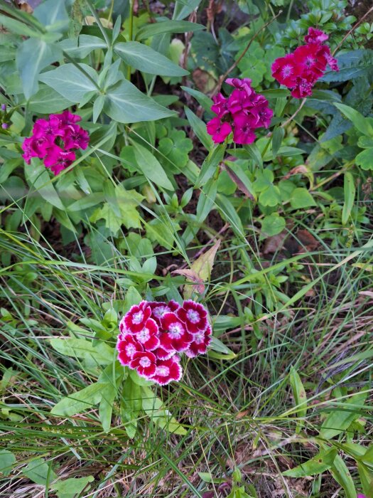 Lila, magentafärgade och vitrosa borstnejlikor som blommar i en trädgård, omgivna av gröna blad och gräs.