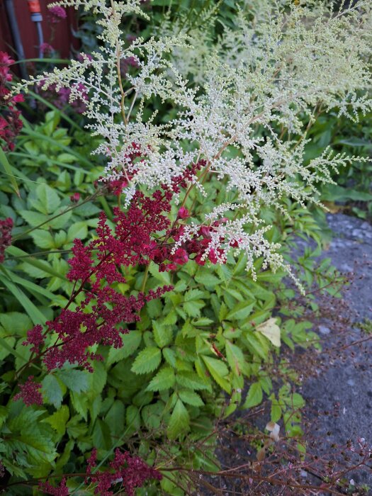 Vit och röd astilbe i en frodig trädgård med gröna blad i bakgrunden.