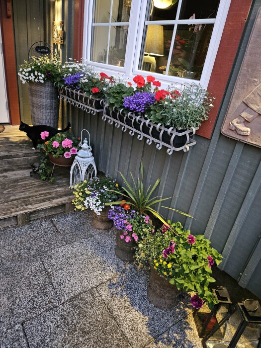 Trädgårdsrabatt med blommande färgglada blommor i markkrukor och fönsterlådor på ett hus med gröna paneler. Svart katt på verandan.