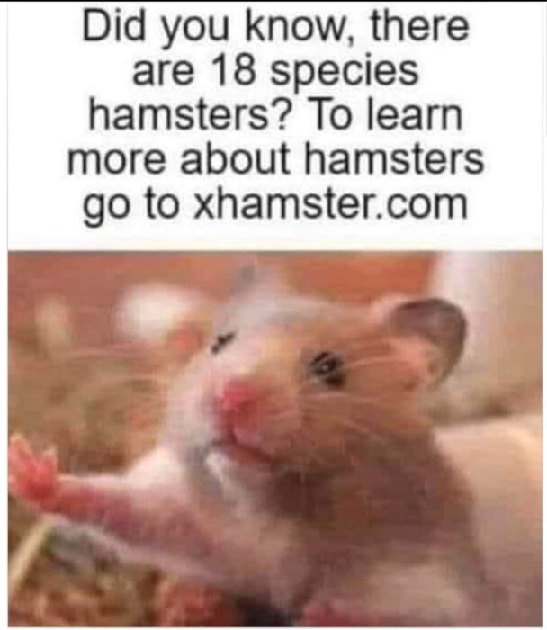 Bild av en hamster med en text ovanför som säger "Visste du att det finns 18 arter av hamstrar? För att lära dig mer om hamstrar, gå till xhamster.com".