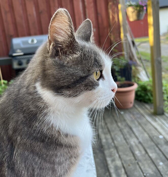 En gråvit katt sitter på en träaltan och tittar koncentrerat bort mot något i fjärran. En grill och en blomkruka syns i bakgrunden.