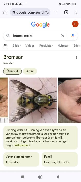 Google-sökning efter "broms insekt" med bild på en broms insekter och en beskrivning från Wikipedia om bladlöss.